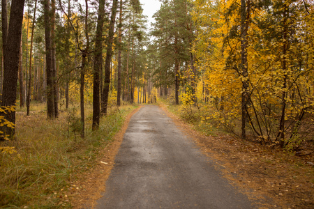 Road in the forest in autumn as a background .の写真素材