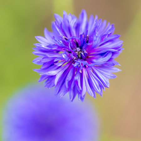 Blue flower on the grass in the park .