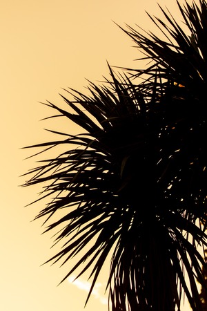 Silhouette of palm trees on sunset background .の写真素材