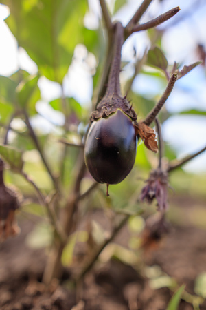 Ripe eggplant on a bush in the garden .の写真素材