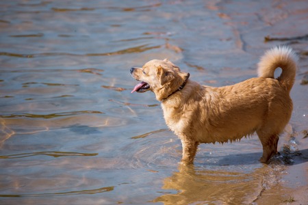 The dog walks on the water on the beach .の写真素材