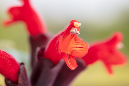 Beautiful red flower in a park in the natureの写真素材