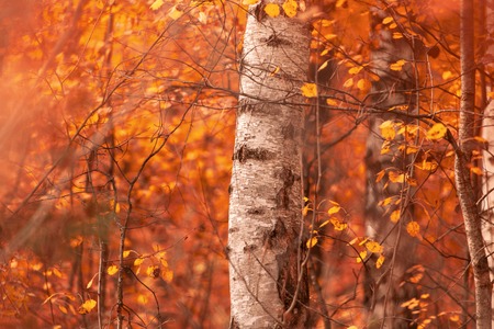 Red leaves on birch trees in autumn .の写真素材