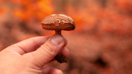 Edible mushroom in hand in the forest .の写真素材