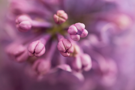 Flowers on a branch of lilac in nature .の写真素材