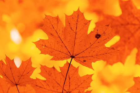 Leaves on a tree in autumn as a background .の写真素材