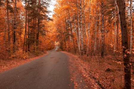 Road in the forest in autumn as a background .の写真素材