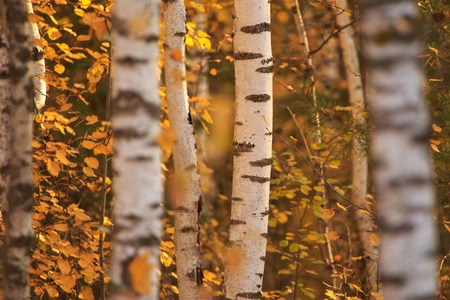 Birches in the forest in autumn as a background .の写真素材