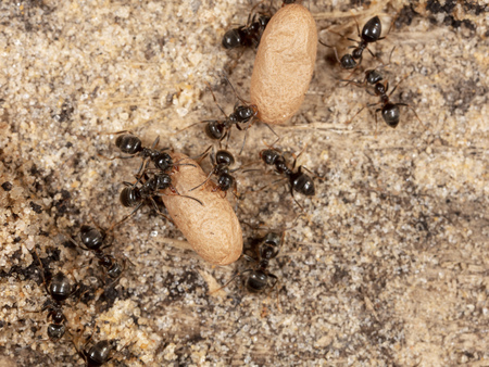 Ants and formic eggs in nature. Macroの写真素材