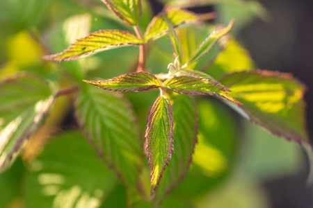Green leaves on a branch of raspberries in the garden .