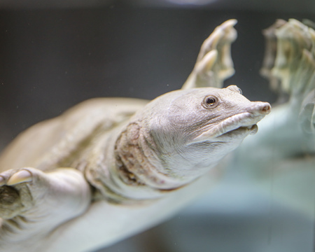 Turtle in the water in the aquarium .