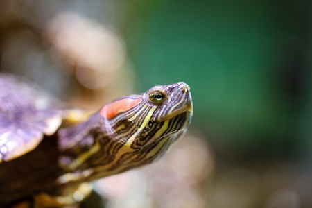 Portrait of a sea turtle in the aquarium .