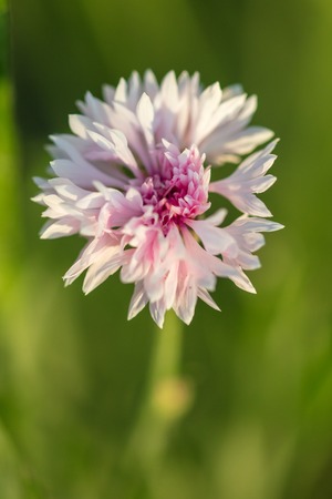 Pink flower on the grass in the park .
