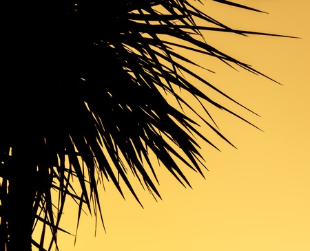 Silhouette of palm trees on sunset background .の写真素材