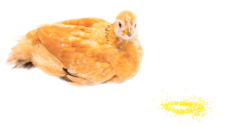 Portrait of an orange chick on a white background .の写真素材