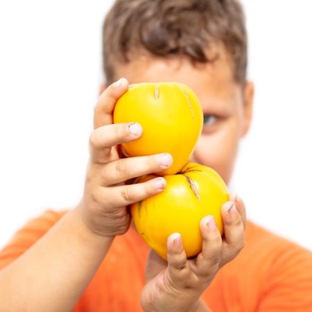 Yellow tomato in hand on a white background .