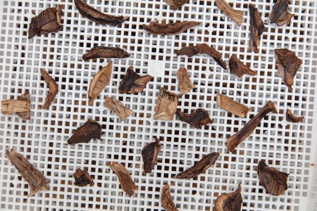Mushrooms biscuits dried on a white lattice .