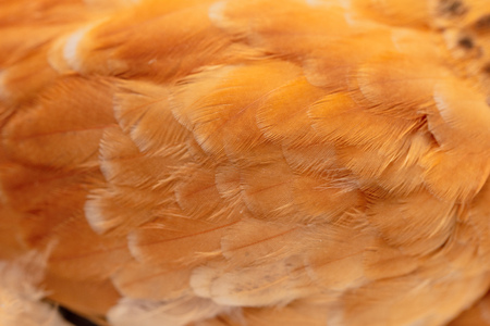 Orange feathers on the wing of a chicken as a background .
