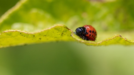 Colorado beetle on the leaves of potatoes. Macro