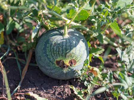 Watermelon grows on a plant in the garden .の写真素材