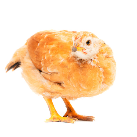 Portrait of an orange chick on a white background .の写真素材