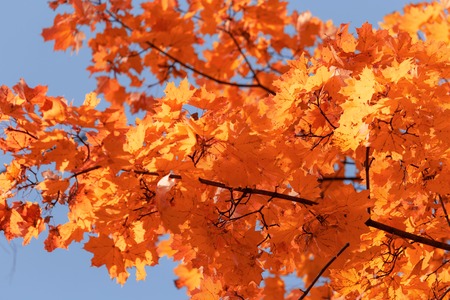 Red leaves on trees in the forest in autumn .