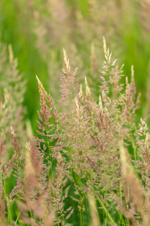 Branch with seeds on grass in nature .の写真素材