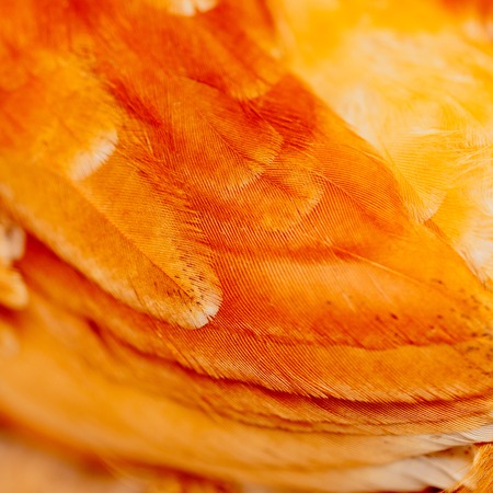 Orange feathers on the wing of a chicken as a background .の写真素材