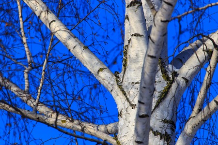 Naked birch in winter against the background of blue sky .の写真素材