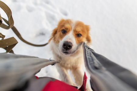 Portrait of dog on snow in winter .の写真素材