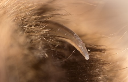 To the cat as a background. Macroの写真素材