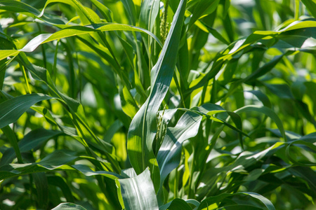 Corn on a plant in the garden .