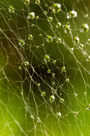 Drops of water on a cobweb. Macro