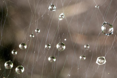 Drops of water on a cobweb. Macro