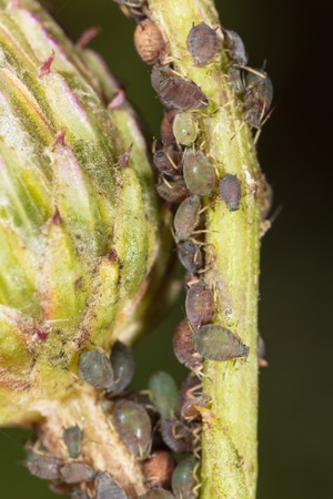 Aphids are like a parasite on a plant. Macroの写真素材