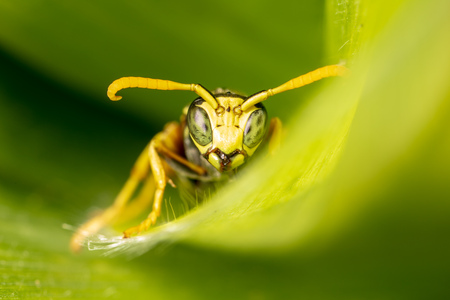 Portrait of a wasp on a green leaf. Macro