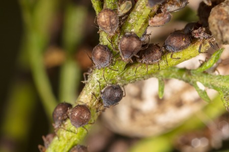 Aphids are like a parasite on a plant. Macroの写真素材