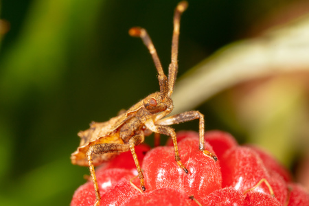 The bug on a berry raspberries on the nature. Macro