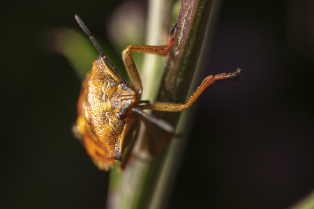 A bug on a plant in nature. Macro