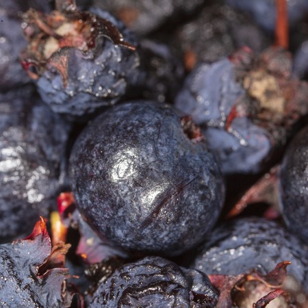 Amelancher ripe berries as a background. Macro