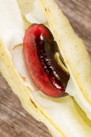 Ripe beans in a pod on nature. Macro