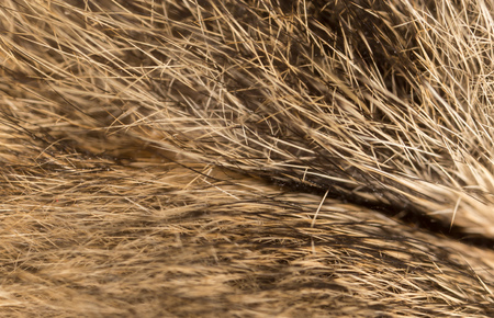 Wool on a cat as a background .