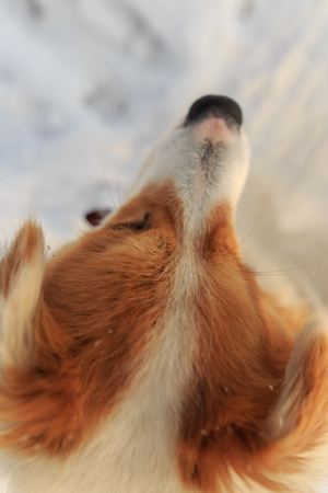 Portrait of dog on snow in winter .の写真素材