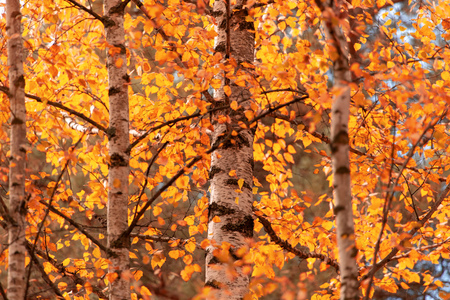 Red leaves on birch trees in autumn .の写真素材