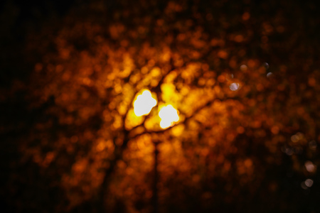 Bokeh lantern behind a tree at night as a background .の写真素材