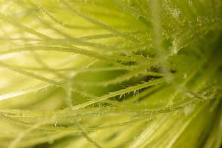 Green fiber on corn as background. Macro