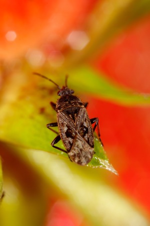 A small bug on a strawberry. Macro