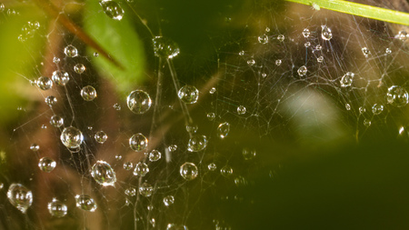 Drops of water on a cobweb. Macro