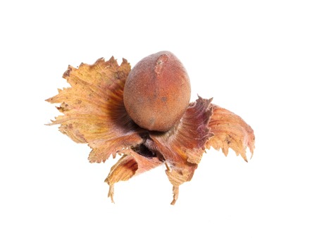 Ripe hazelnut nuts isolated on white background .