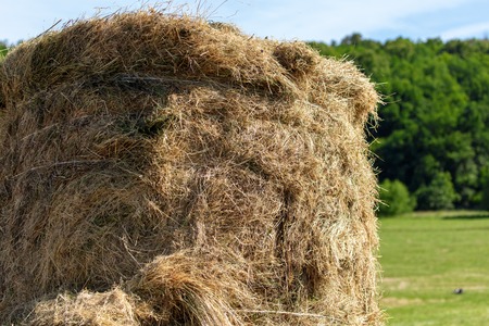 Fresh hay from the field hay in nature .